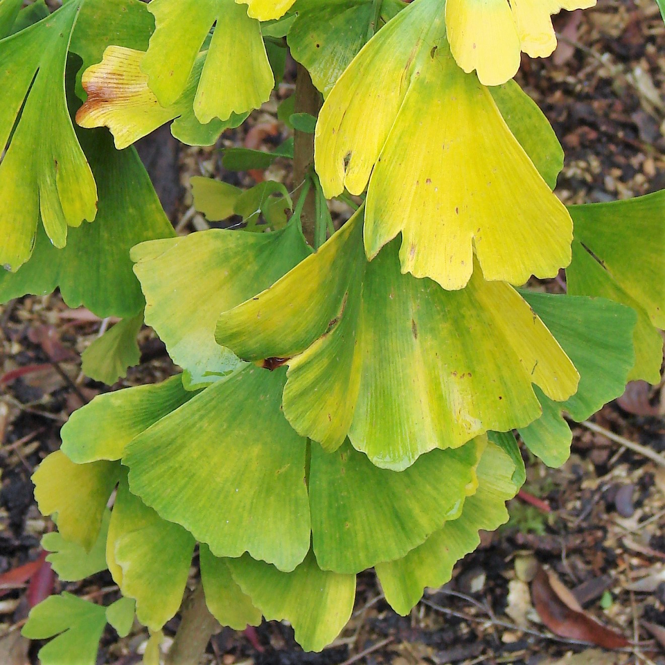 GINKGO BILOBA 40 varieties 2/2 Mundi Plantarum
